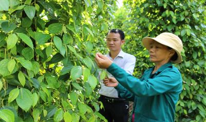 Chị Nông Thị Dìu bên vườn tiêu đang ra hoa chuẩn bị cho mùa thu hoạch tới